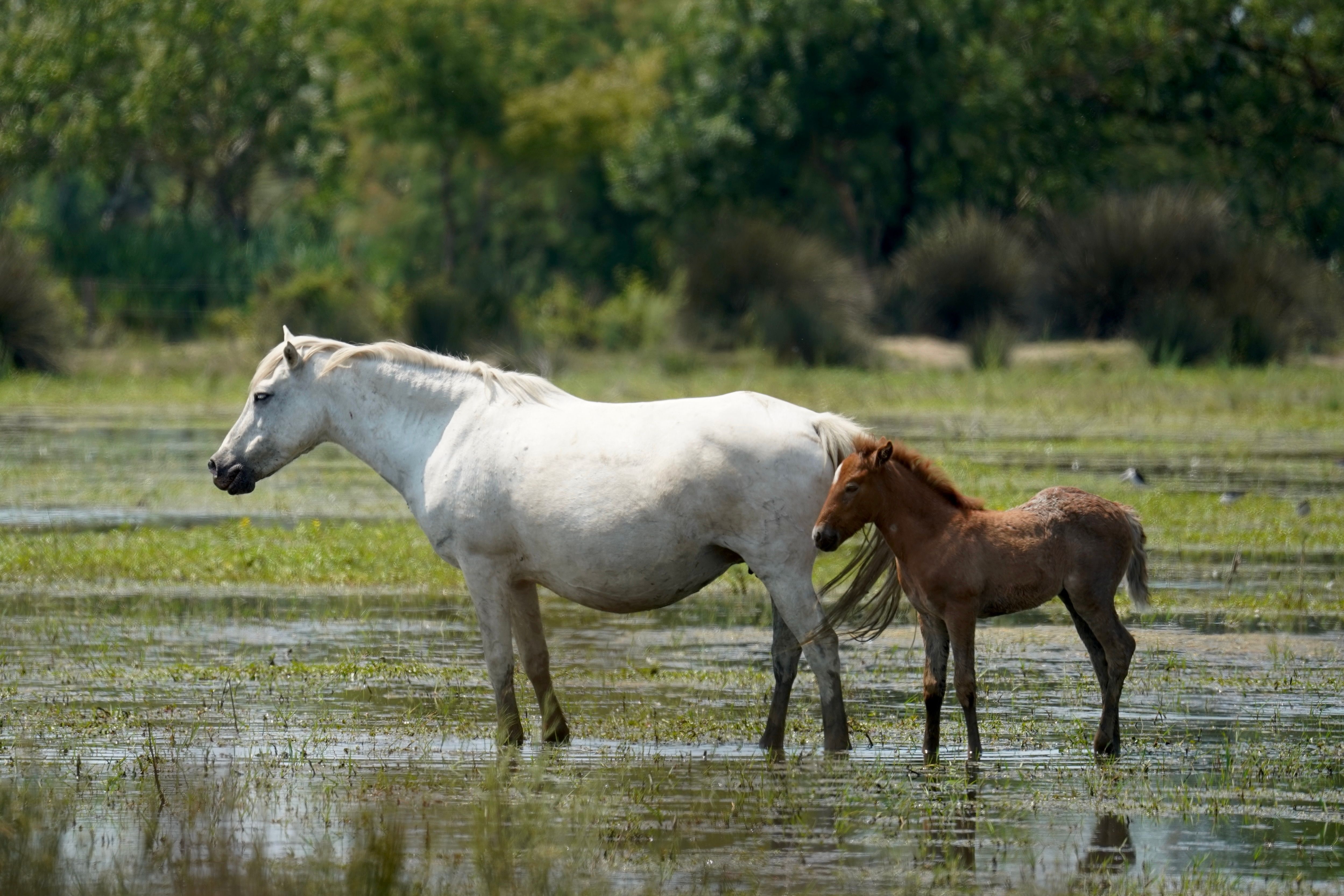 Chevaux camarguais