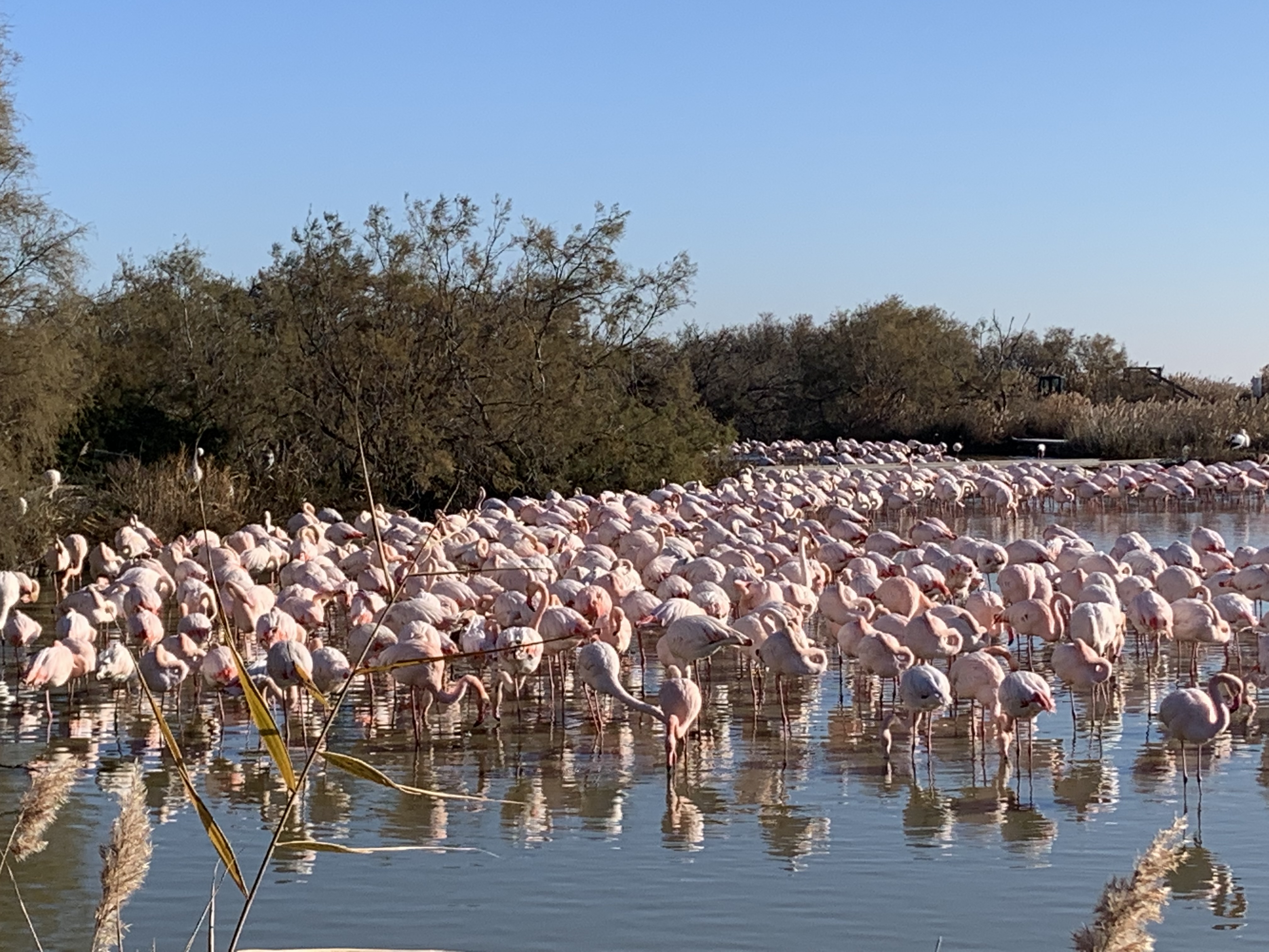 Flamants roses en Camargue