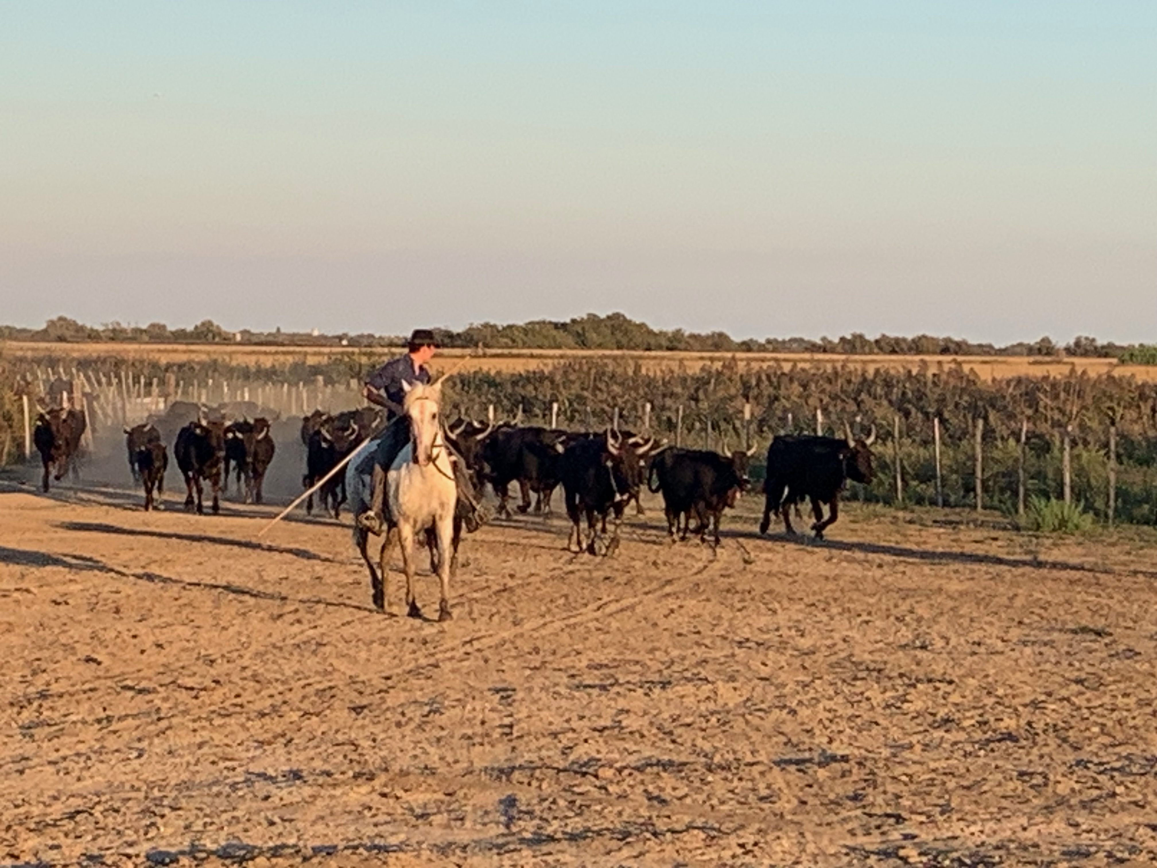 Taureaux camarguais